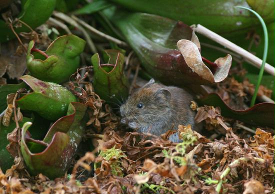 Bank Vole <i>Clethrionomys glareolus</i>
